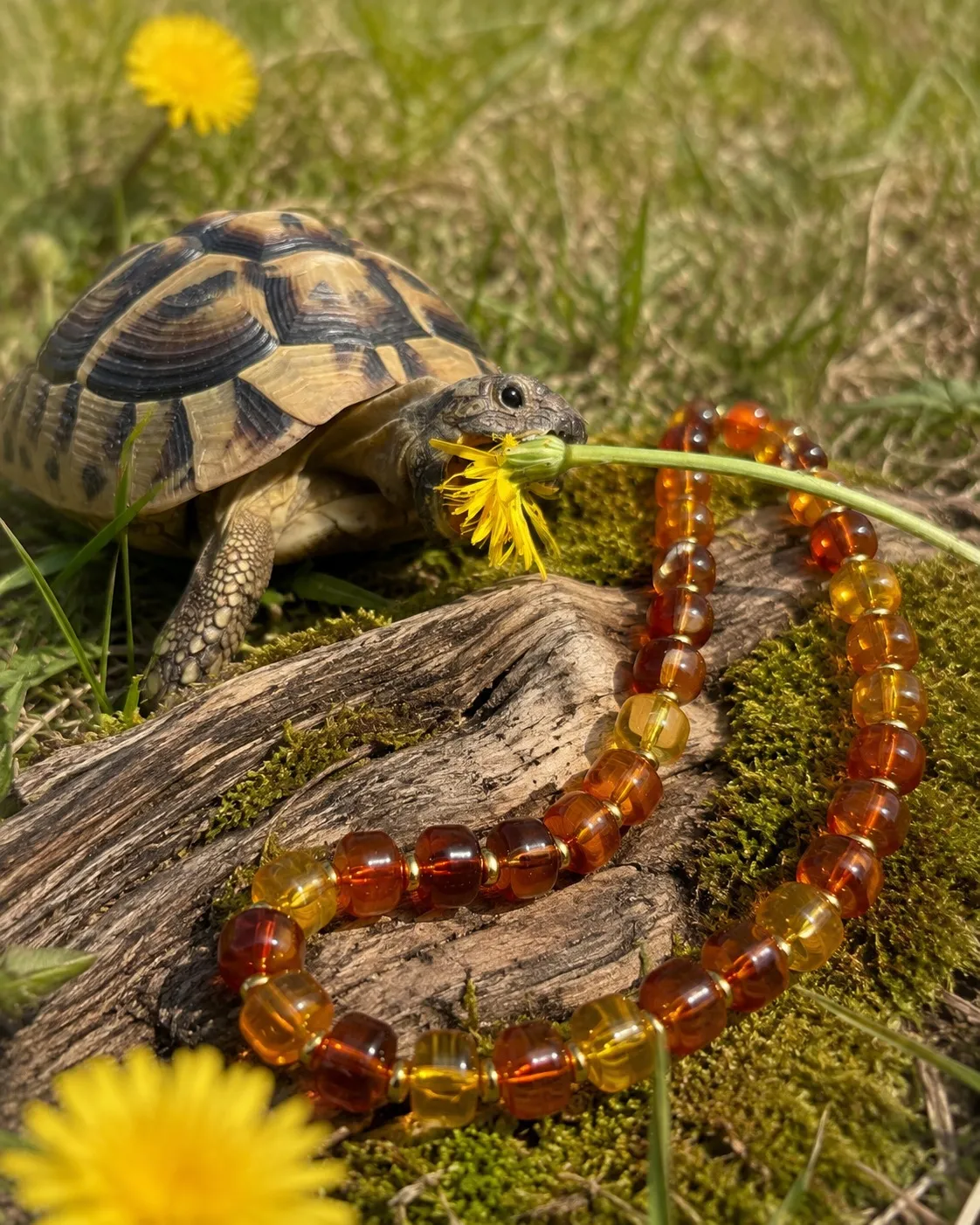 Rupert's Shell - Image 2